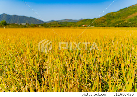 A rice field in Vietnam. A rice field in Vietnam. 111693459