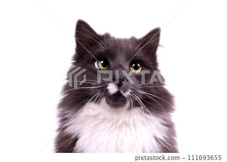 Portrait of a cute Cat with smoky color fur and white breast. Young gray cat watching the camera.  111693655