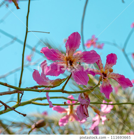 Blooming pink flower Floss Silk Tree - Ceiba speciosa in winter in Turkey 111693665