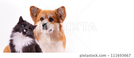 Welsh Corgi Pembroke and Gray Fluffy Cat portraits against white. Web banner template good for vet shop or veterinary clinic. 111693667