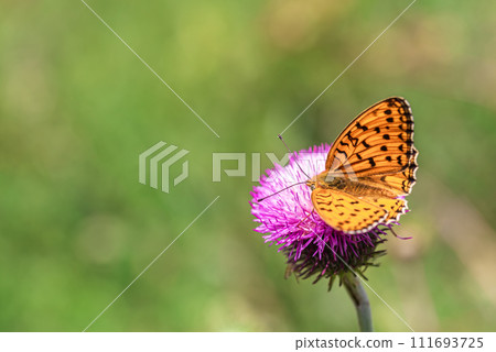 Orange butterfly Nymphalidae Melitaea on a thistle flower in a spring meadow. Orange butterfly Nymphalidae Melitaea on a thistle flower in a spring meadow. 111693725