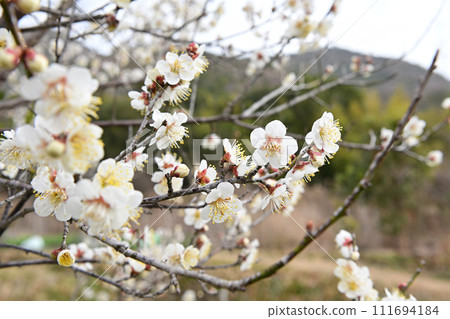 白梅花和高宮山 白梅花和高宮山 111694184