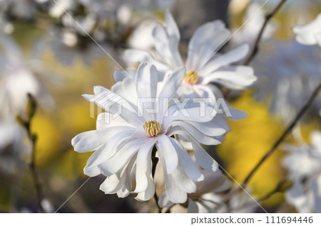 Flowers of Shidekobushi (Shidekobushi) Flowers of Shidekobushi (Shidekobushi) 111694446