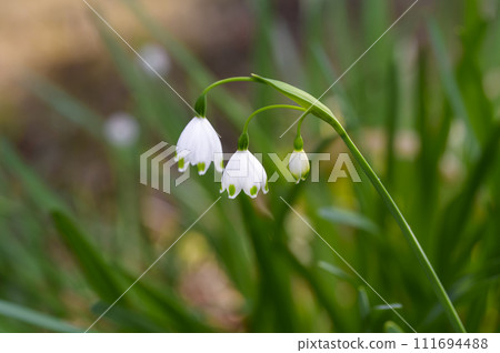 美麗的雪花花預示著春天的到來 111694488