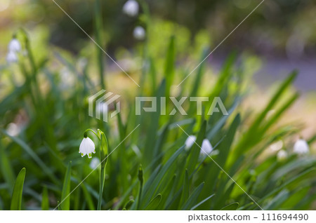 Pretty snowflake flowers heralding the arrival of spring Pretty snowflake flowers heralding the arrival of spring 111694490
