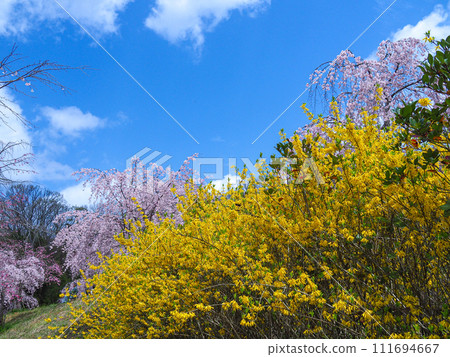 兵庫縣 加古川宗之早神八幡神社 垂枝櫻花 兵庫縣 加古川宗之早神八幡神社 垂枝櫻花 111694667