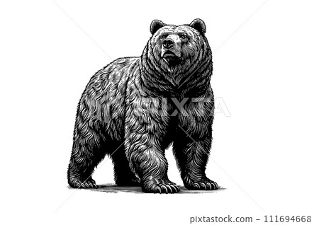 Vintage engraving of bear standing isolated on white BG 111694668