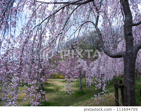 兵庫縣 加古川宗之早神八幡神社 垂枝櫻花 兵庫縣 加古川宗之早神八幡神社 垂枝櫻花 111694709