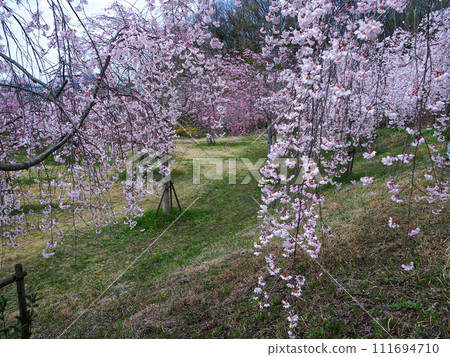 兵庫縣 加古川宗之早神八幡神社 垂枝櫻花 111694710