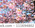 Kawazu cherry blossoms in the blue sky 111694802