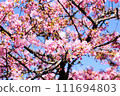 Kawazu cherry blossoms against the blue sky 111694803