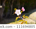 A single pink flower is blooming 111694805