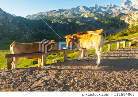 Mountain cow sits on the lawn in a national park at sunset 111694902