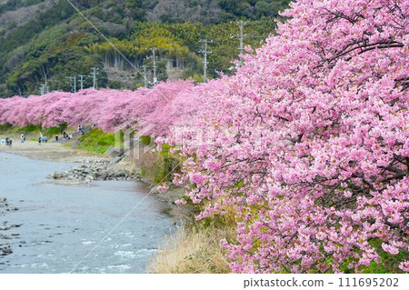 Kawazu cherry blossoms in full bloom Kawazu cherry blossoms in full bloom 111695202