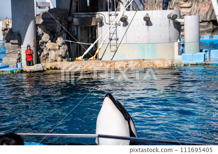 [#水族館]逆戟鯨 111695405
