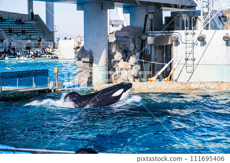 [#水族館]逆戟鯨 111695406
