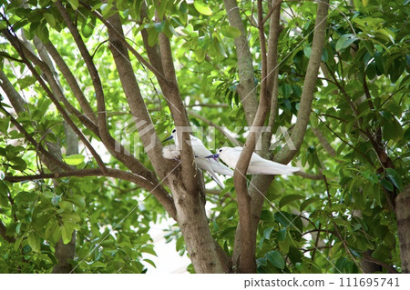 Hawaiian white bird feeding its chicks Hawaiian white bird feeding its chicks 111695741