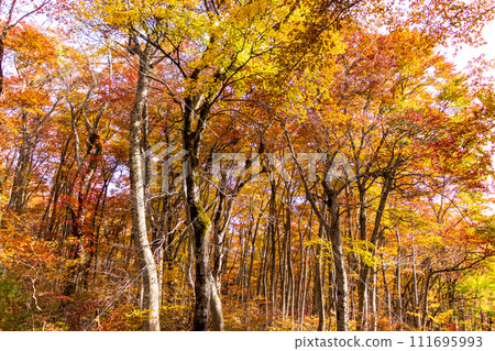 秋季山毛櫸森林國立公園大山 111695993