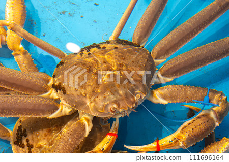 [#Kinosaki] Tsuiyama Crab 111696164