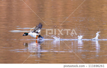 The common goldeneye - Bucephala clangula. Bird running on the water. The common goldeneye - Bucephala clangula. Bird running on the water. 111696261