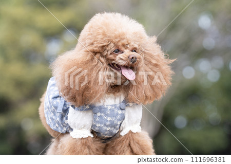 蒂羅爾的半身像，一隻在樹樁上微笑的玩具貴賓犬 111696381