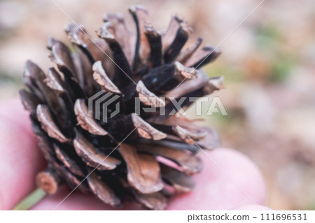 Pinecone 111696531