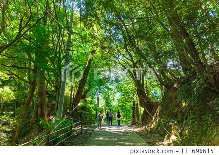 Takao Mountain Trail Takao Mountain Trail 111696615