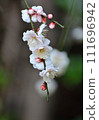 white plum blossom 111696942