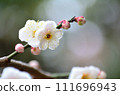 white plum blossom 111696943