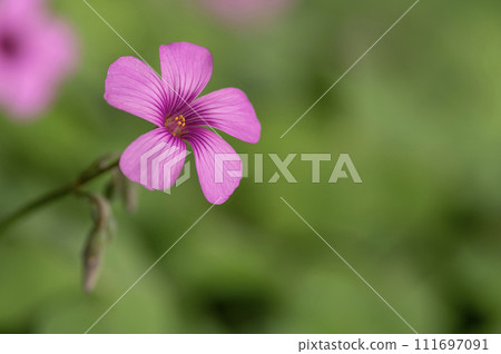 田野裡盛開的粉紅色酢漿草花 111697091