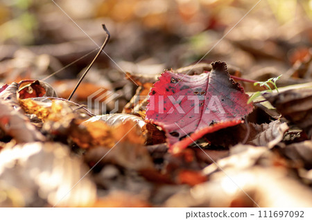 秋天的落葉景觀 111697092