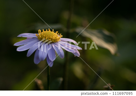 秋田裡盛開的菊花科淺紫色花朵 111697095