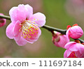 beautiful pink plum blossom 111697184