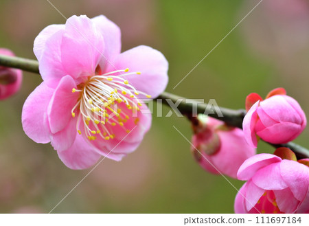 beautiful pink plum blossom 111697184