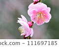 beautiful pink plum blossom 111697185