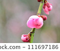 beautiful pink plum blossom 111697186