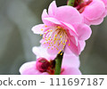 beautiful pink plum blossom 111697187
