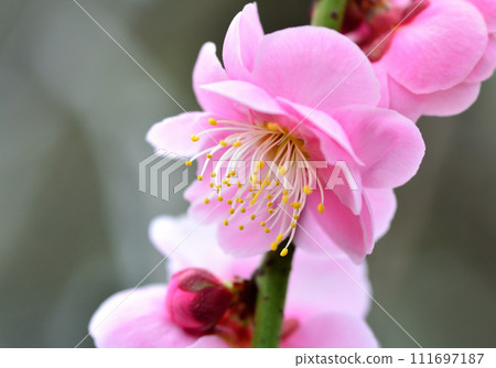 beautiful pink plum blossom 111697187