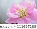 beautiful pink plum blossom 111697188