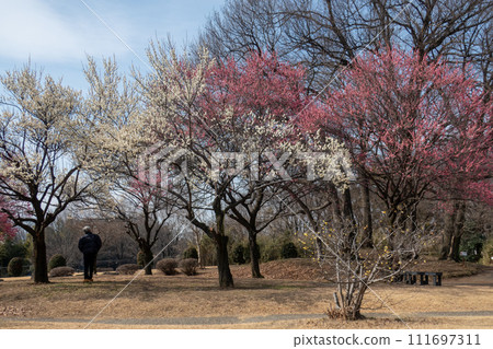 Maebashi City Omuro Park plum grove Maebashi City Omuro Park plum grove 111697311