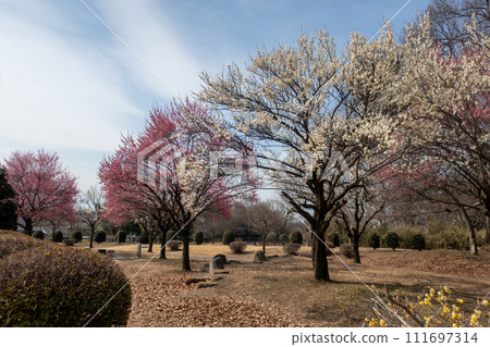 前橋市大室公園梅林 前橋市大室公園梅林 111697314