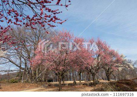 前橋市大室公園梅林 前橋市大室公園梅林 111697316