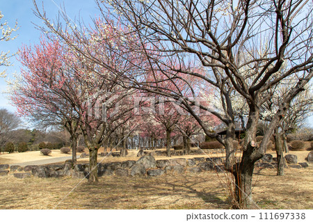前橋市大室公園梅林 前橋市大室公園梅林 111697338