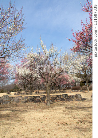 前橋市大室公園梅林 111697339