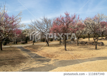 前橋市大室公園梅林 前橋市大室公園梅林 111697340