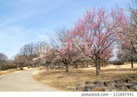 前橋市大室公園梅林 前橋市大室公園梅林 111697341