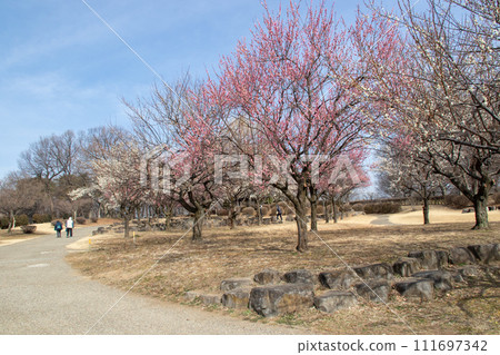 前橋市大室公園梅林 111697342