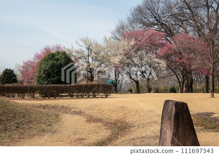 前橋市大室公園梅林 前橋市大室公園梅林 111697343