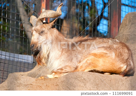 夢想目的地動物公園的Marcall 111699091