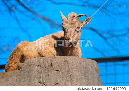 Marcall of a dream destination animal park 111699093